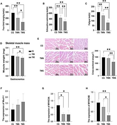 The gut microbiota from maintenance hemodialysis patients with sarcopenia influences muscle function in mice